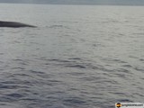 Majestic Humpback Whale in the Ocean