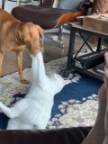 Unlikely Friends