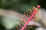 Radiant Details of Nature