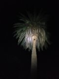 Illuminated Palm Tree in Altadena, California