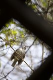 Feathered Follower