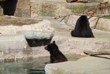 Bear Buddies on the Rocks