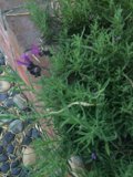 Purple Herb Garden