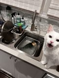 Purrfectly Cozy Kitchen Companion