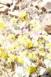 Lone Yellow Daisy