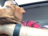 Man and Puppy Accessories