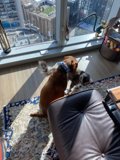 Furry Friends by the Window