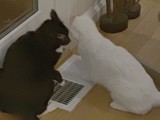 Two Cats Sharing Floor Heating Vent