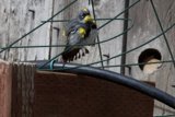 Feathered Visitor in the Yard