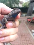 Striped Lizard on a Hand