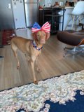 Patriotic Pup