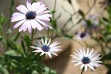 A Sweet Mix of Daisy and Anemone