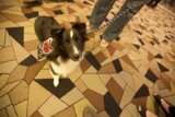 Best in Show