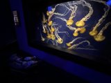 A Majestic Afternoon at the Aquarium