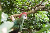 Vibrant Voices of the Rainforest