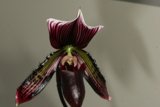 Striped Orchid