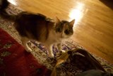 Feline and Flooring