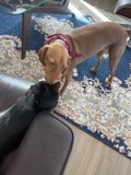 Canine and Feline Besties