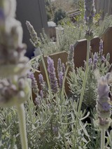 Lavender Plants Growing in Garden Containers
