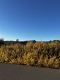 A Scenic Drive Along Tarmac Road in Napa