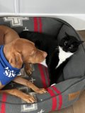 Cozy Companions