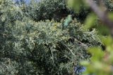 Whispers in the Branches
