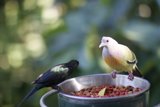 Feathered Visitor