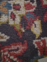 Small White Spider on Ornate Carpet