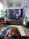 Furry Critic