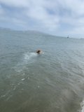 Canine Water Sports