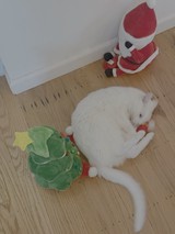 White Cat Playing with Christmas Tree Toy
