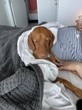 Cozy Companions