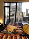 Purrrfect Purse Companion