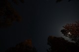 Moonlit Starry Sky Over Forest at Mt. Lassen