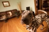 Inquisitive Dalmatian in a Cozy Living Room