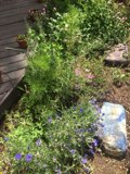 A Colorful Oasis of Nature
