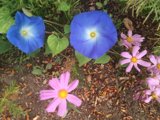 Blue Anemone Daisy