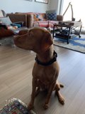 The Elegant Vizsla in the Living Room