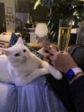 Cozy Cat Cuddles