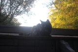 Rooftop Ruler