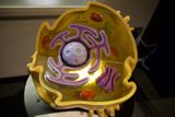 Exploring Cellular Worlds at Exploratorium