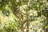 Koala Haven, San Francisco Zoo Adventure 2023