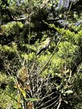Branching Out