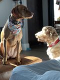 Cozy Canine Companion