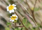 Precious Daisy in the Meadow