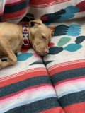 Cozy Canine Nap