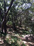 The Serene Tree-Lined Path