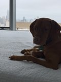 Urban Hound