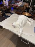 Comfy Cat