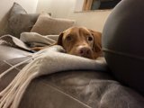 Cozy Vizsla
